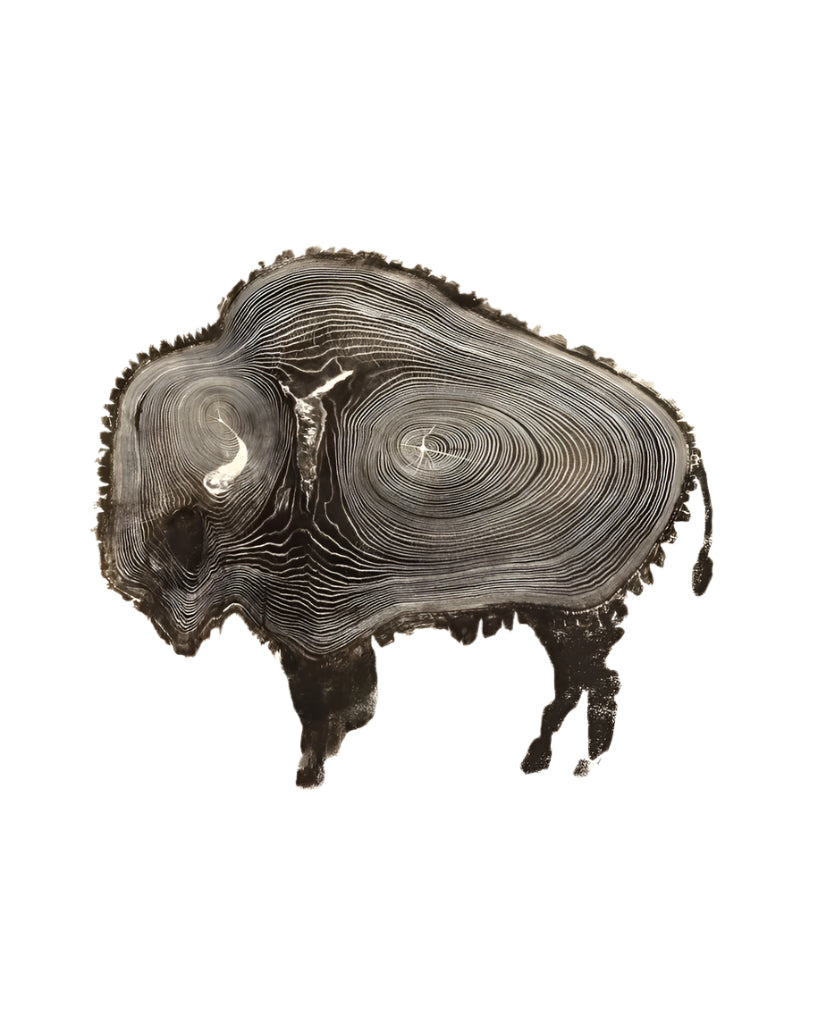 TVHC | Buffalo Tree Rings | 4 x 5