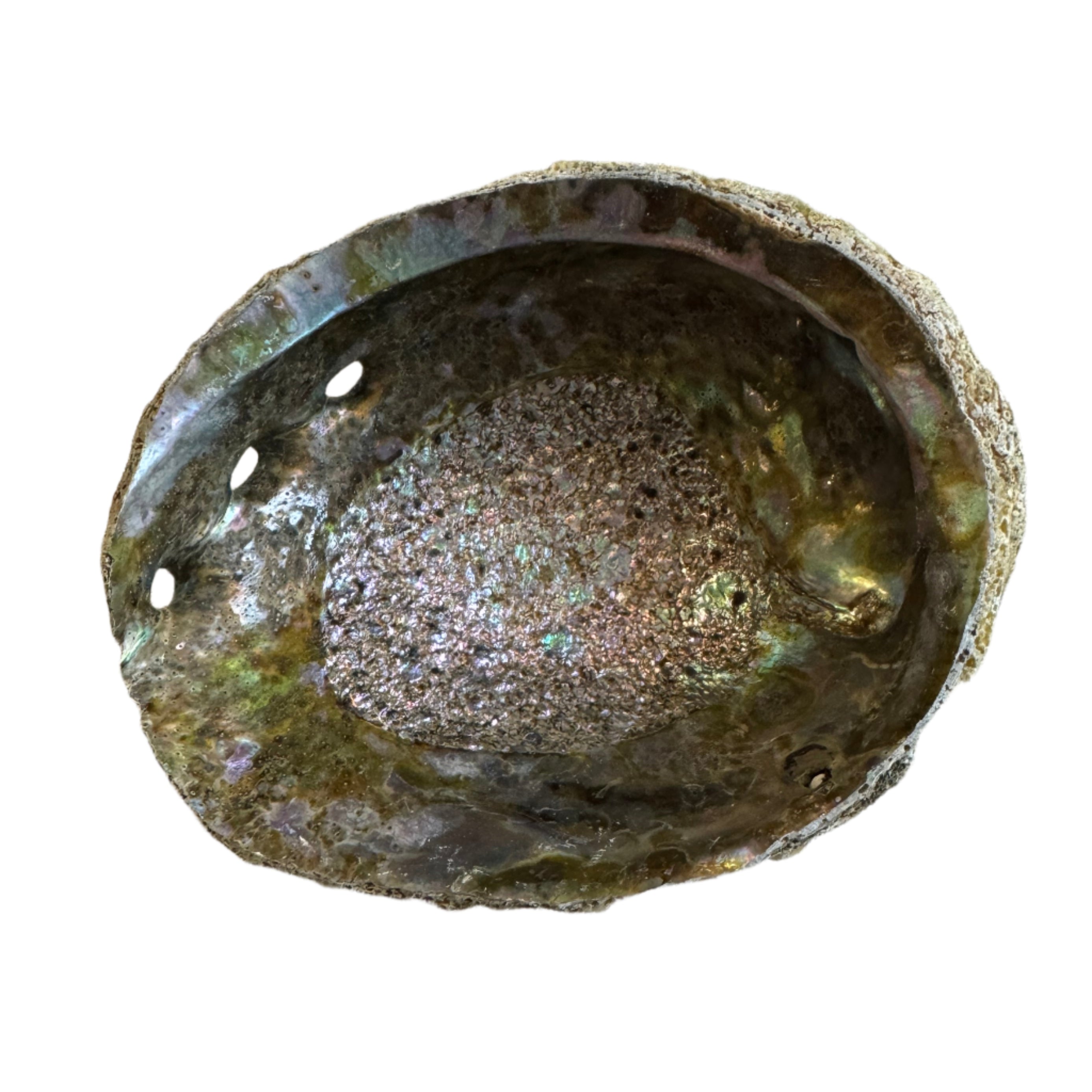 Faiza | Abalone Smudge Bowl | Med